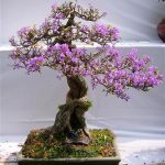 bằng lăng tím bonsai