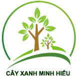 cây xanh minh hiếu