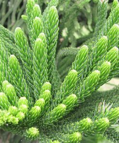 Cây tùng bách tán giá bao nhiều