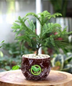 Cây Tùng Bồng Lai để bàn