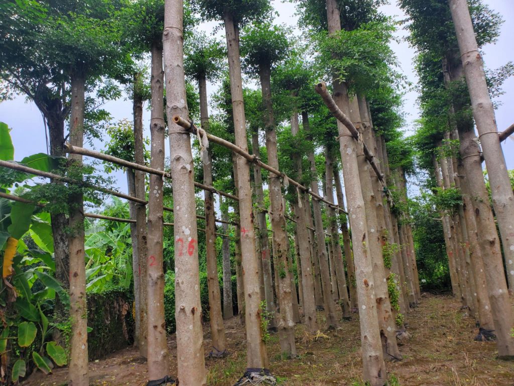 Cây Xanh Minh Hiếu