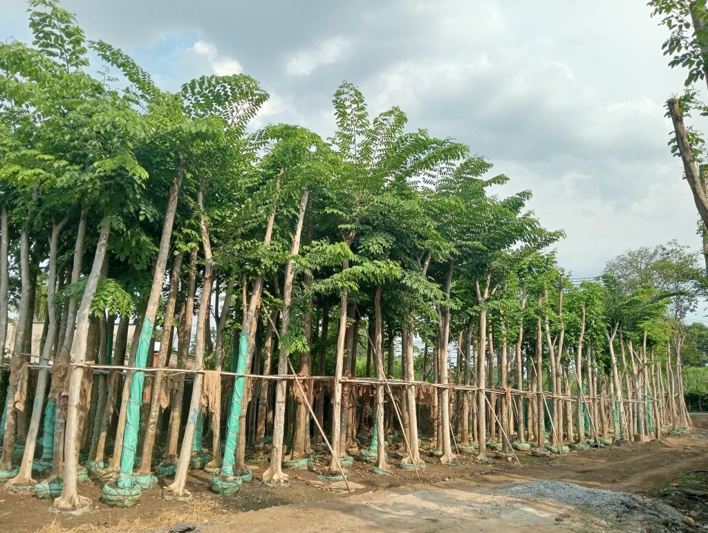 Cây Xanh Minh Hiếu