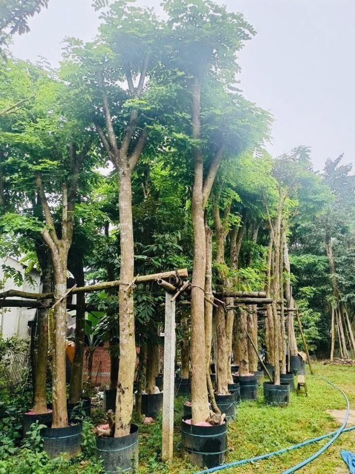 Cây Xanh Minh Hiếu