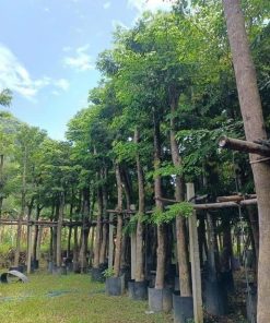 cây giáng hương công trình.