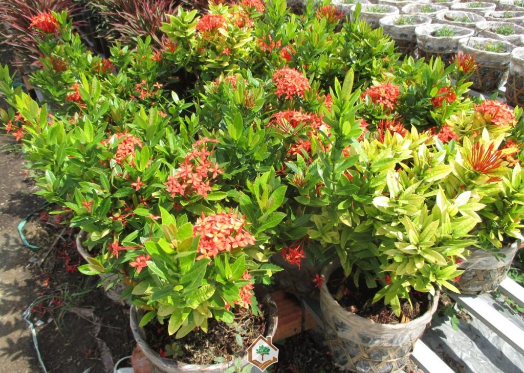 Cây Xanh Minh Hiếu