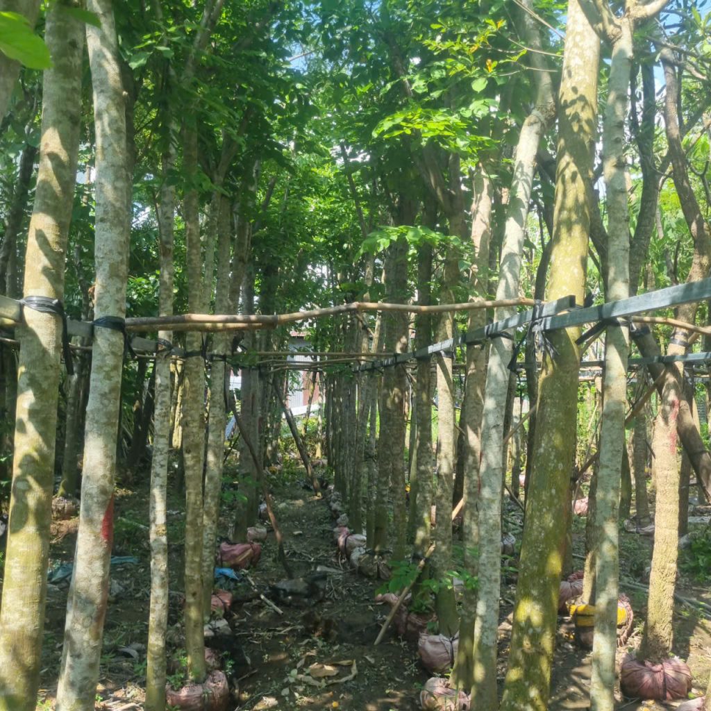 Cây Xanh Minh Hiếu