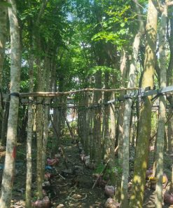 CÂY GIÁNG HƯƠNG ĐUÔI CÔNG