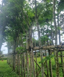 cây giáng hương công trình.