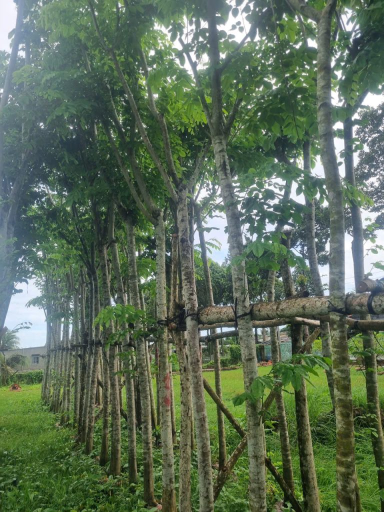 Cây Xanh Minh Hiếu