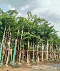 CÂY GIÁNG HƯƠNG ĐK 8-10 CM