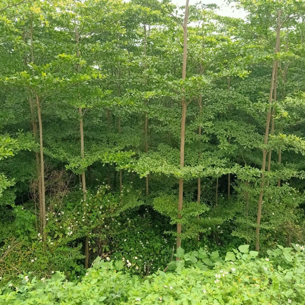 Cây Xanh Minh Hiếu