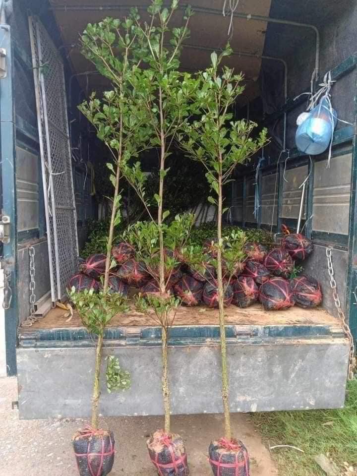 Cây Xanh Minh Hiếu