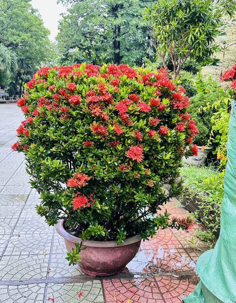 Cây Xanh Minh Hiếu