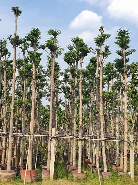 Cây Xanh Minh Hiếu