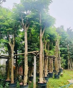 cây giáng hương công trình.