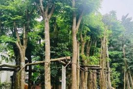 cây giáng hương công trình.