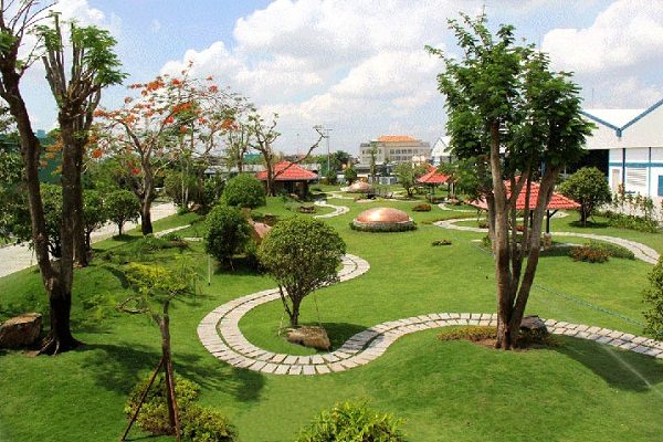 Cây Bạch Trinh Đẹp, Giá Rẻ Tại Minh Hiếu