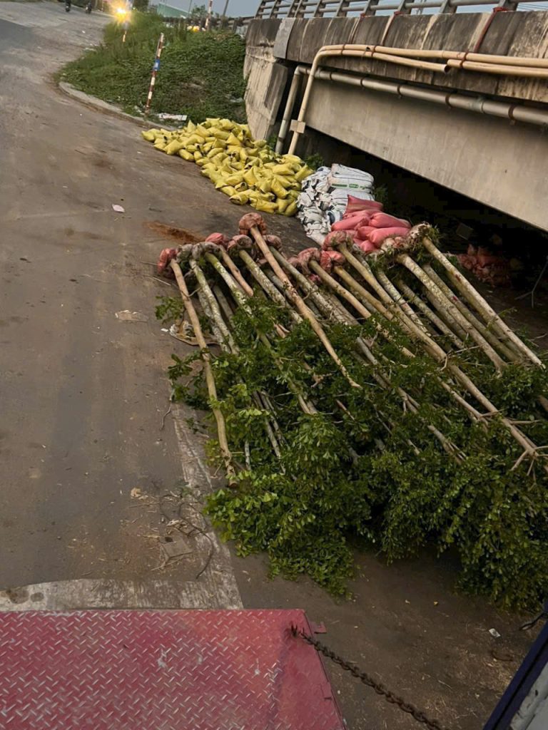 Cây Xanh Minh Hiếu