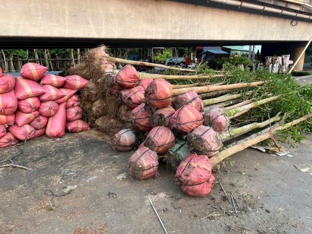 Cây Xanh Minh Hiếu