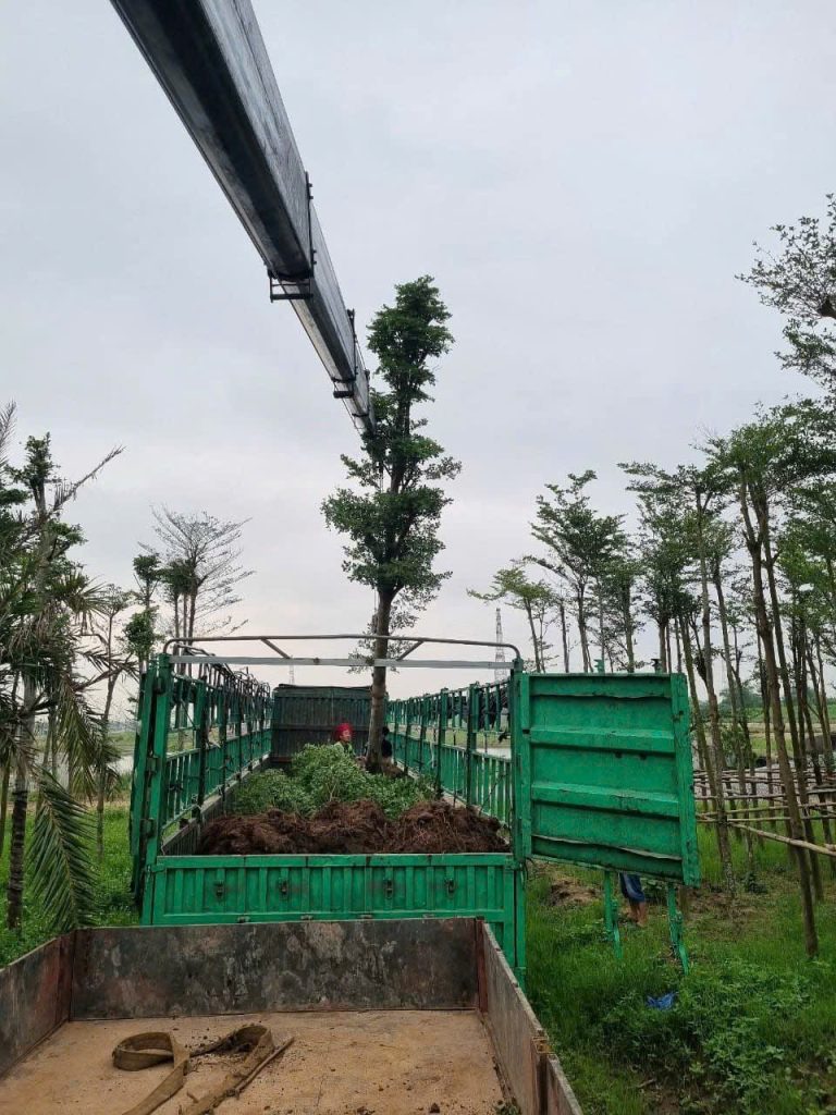 Cây Xanh Minh Hiếu