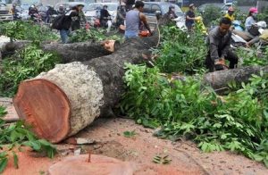 dịch vụ chặt cây xanh Long An