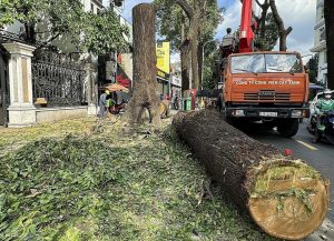 dịch vụ chặt cây xanh Bình Dương