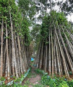 cây sao đen công trình