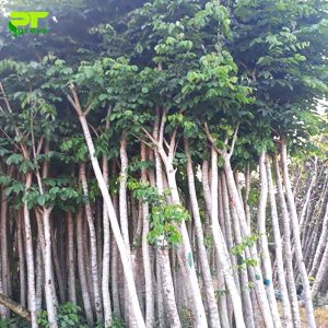 cây giáng hương giống Vĩnh Phúc