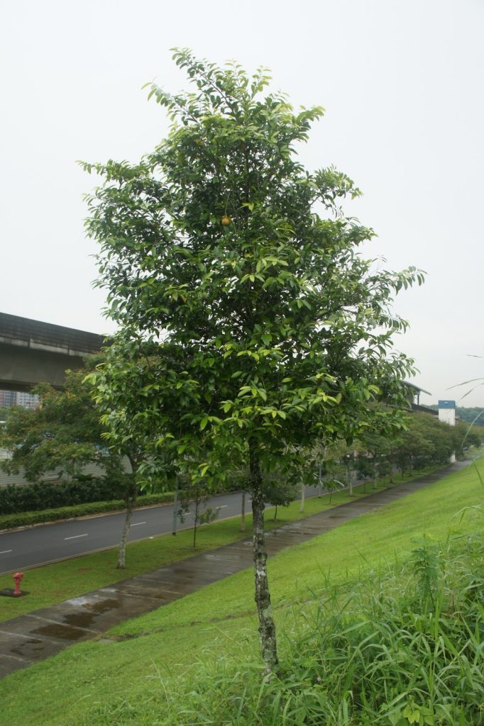 Cây Xanh Minh Hiếu