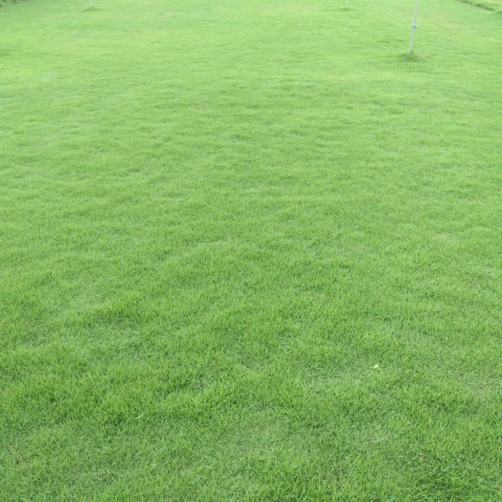 Cây Xanh Minh Hiếu