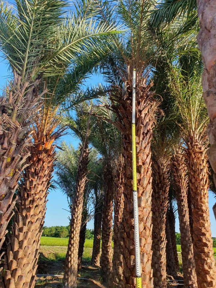 Cây Xanh Minh Hiếu