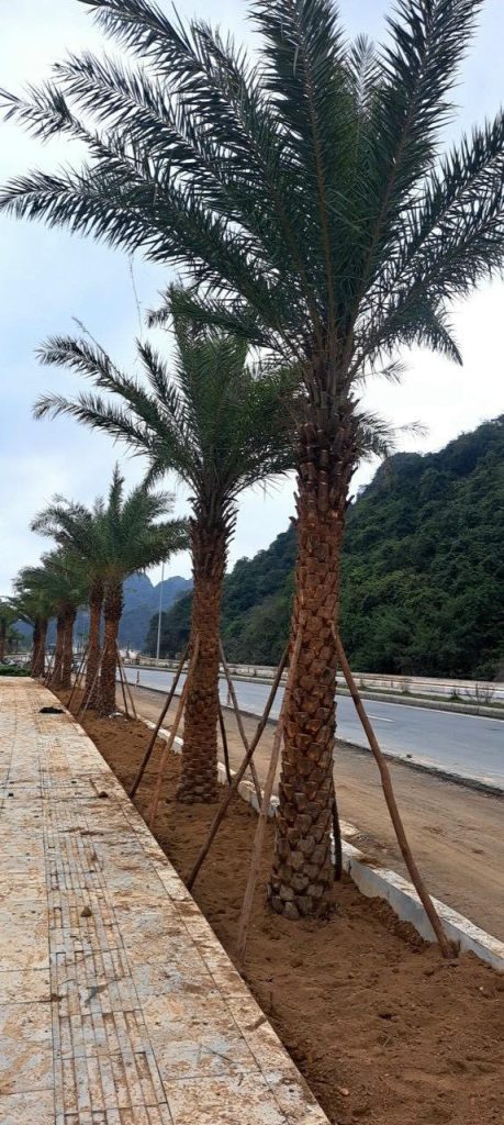 Cây Xanh Minh Hiếu