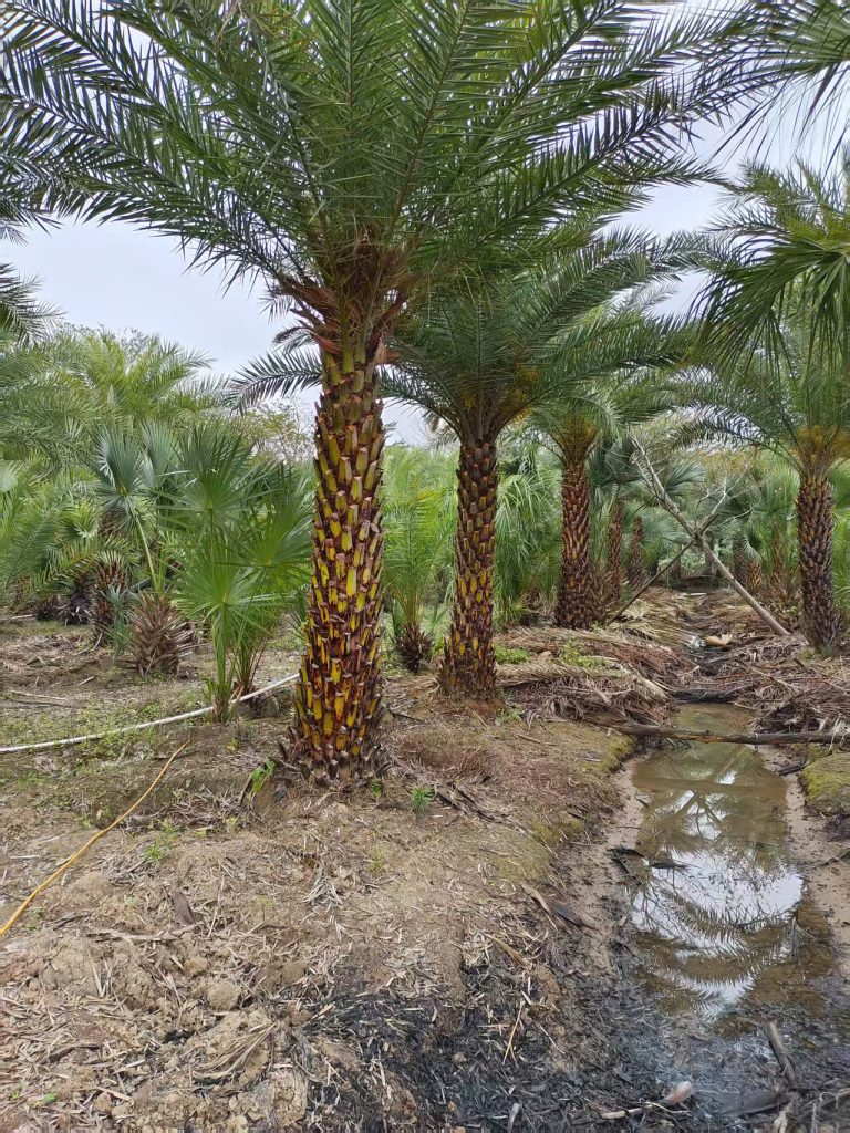 Cây Xanh Minh Hiếu