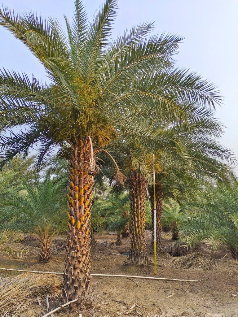 Cây Xanh Minh Hiếu