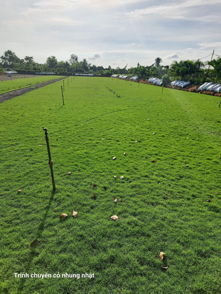 Cây Xanh Minh Hiếu