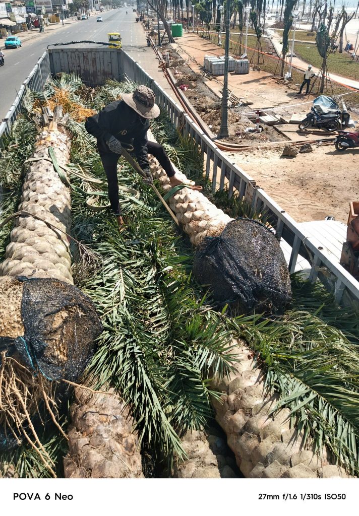 Cây Xanh Minh Hiếu