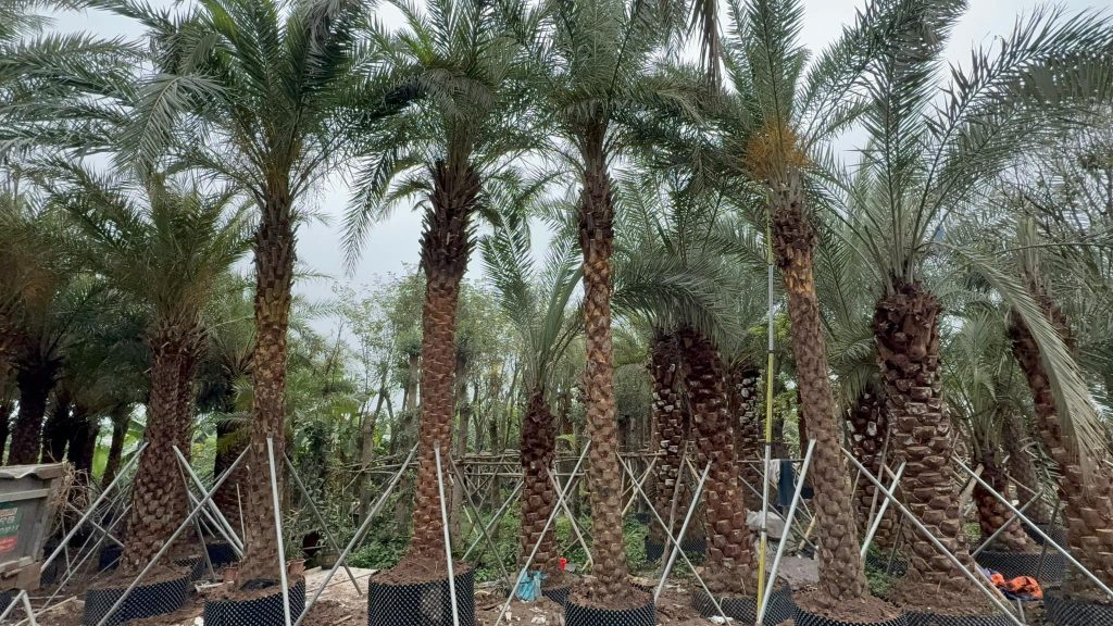 Cây Xanh Minh Hiếu