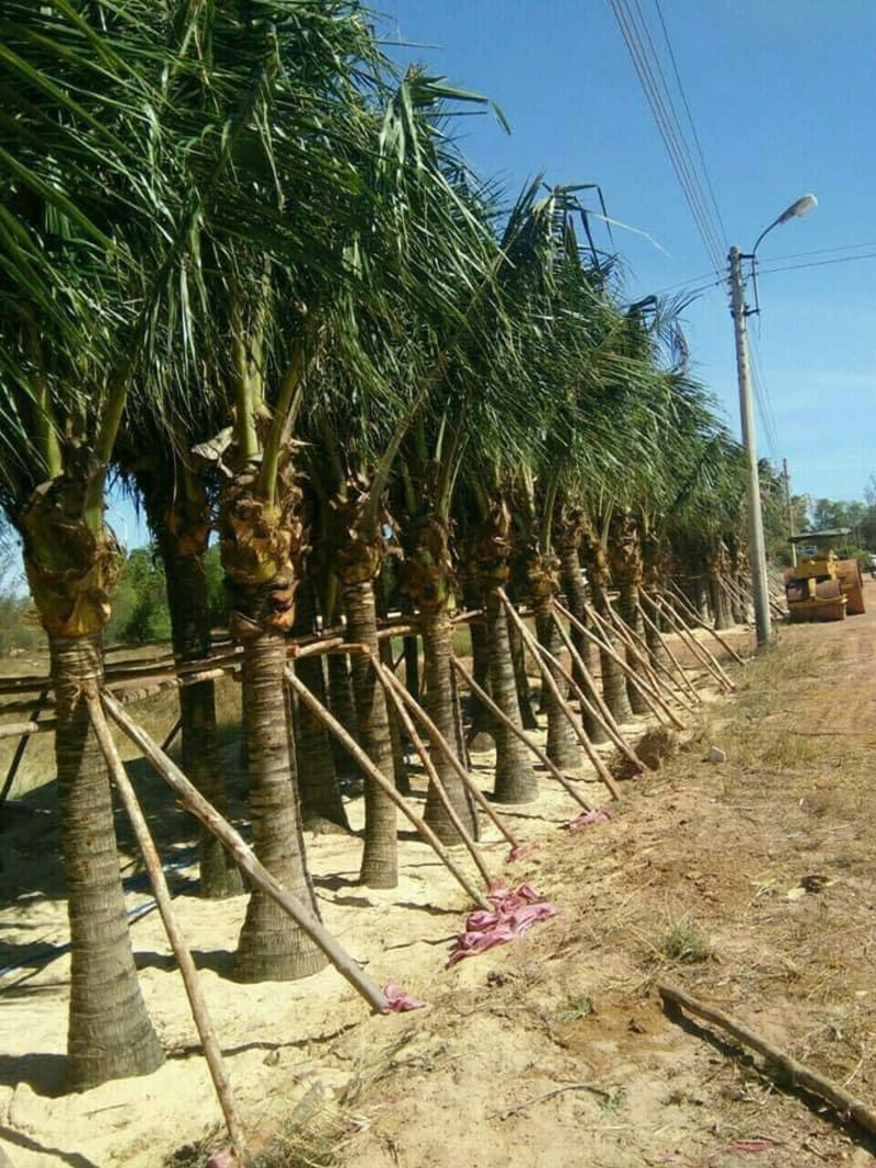 Cây dừa