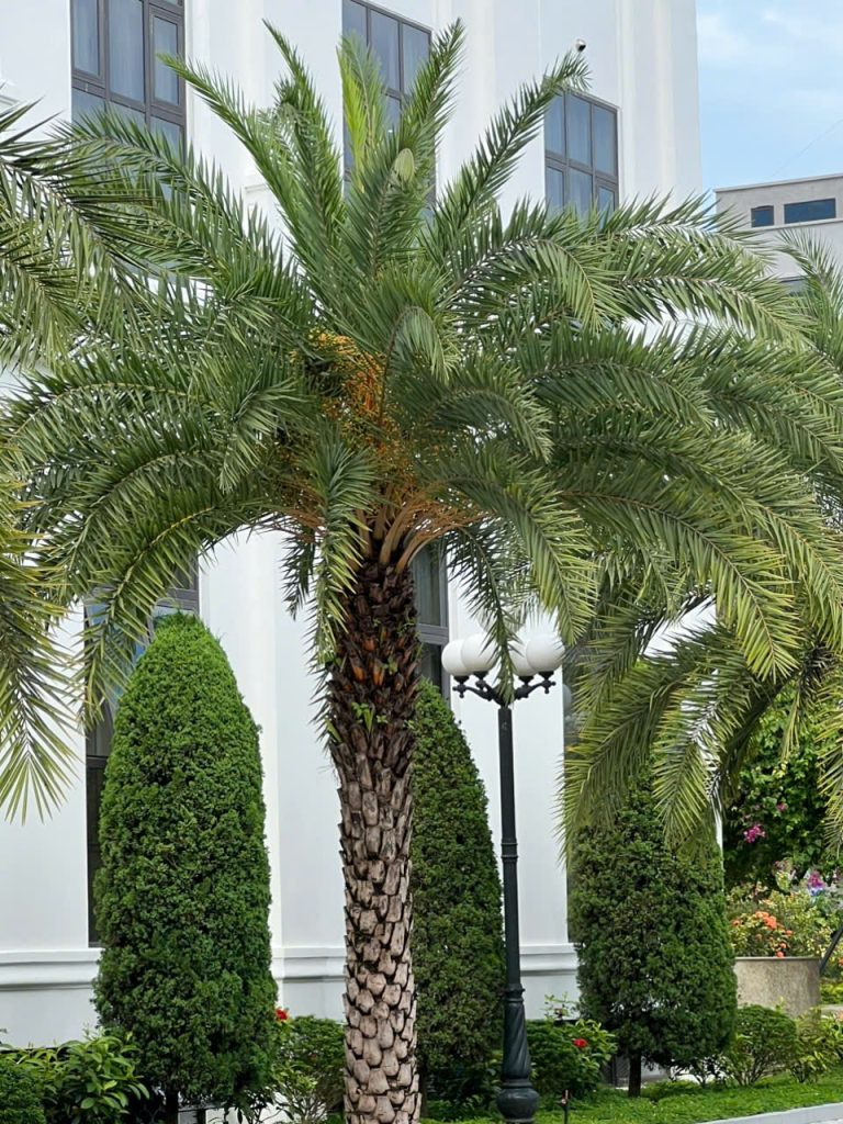 Cây Xanh Minh Hiếu