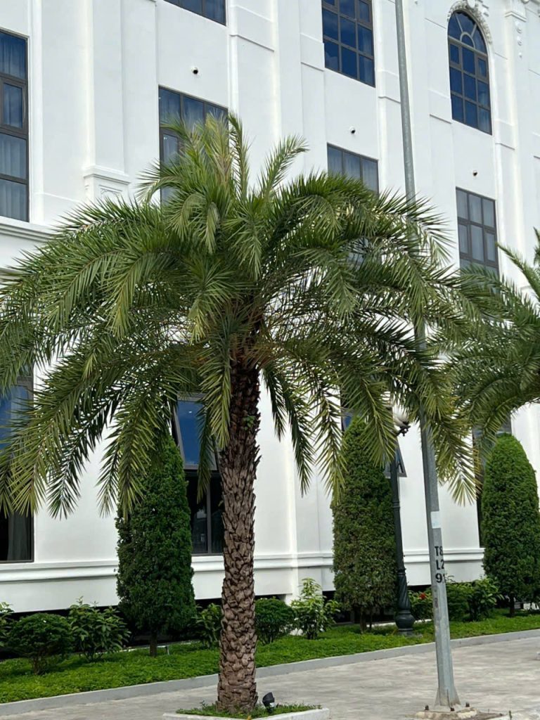 Cây Xanh Minh Hiếu