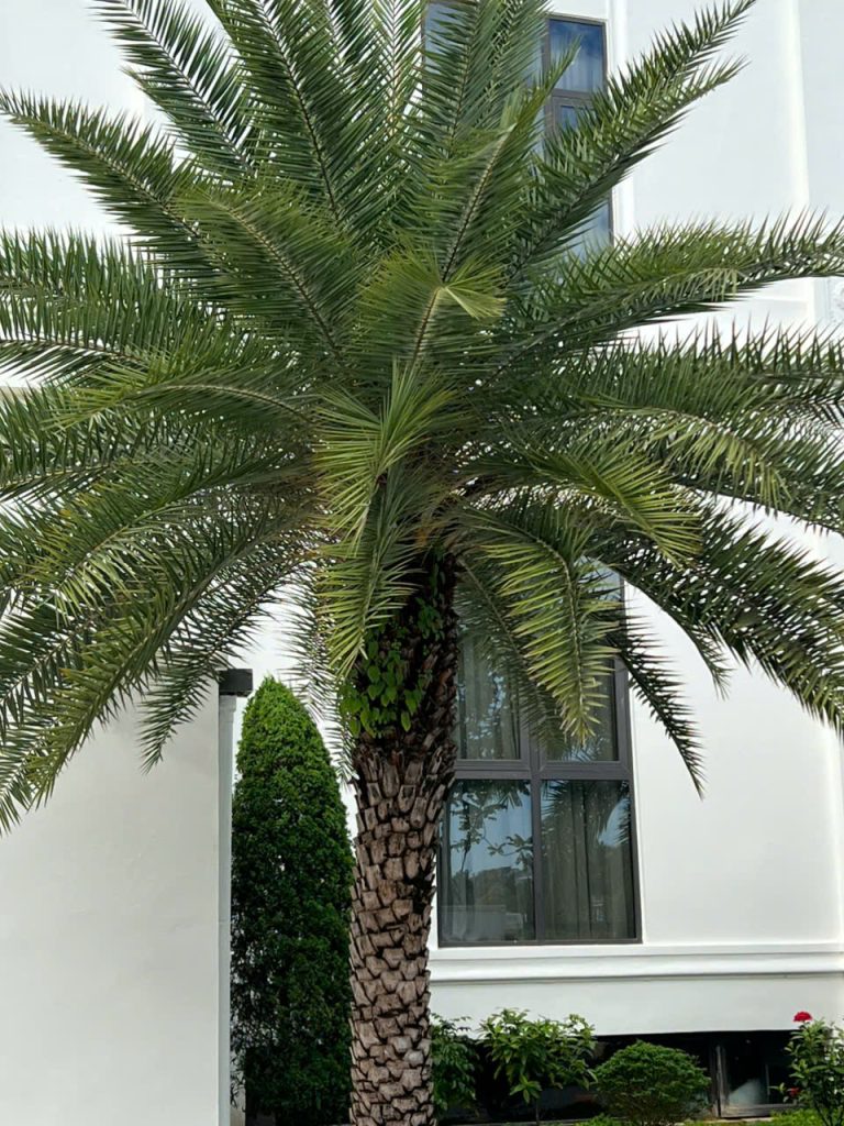 Cây Xanh Minh Hiếu