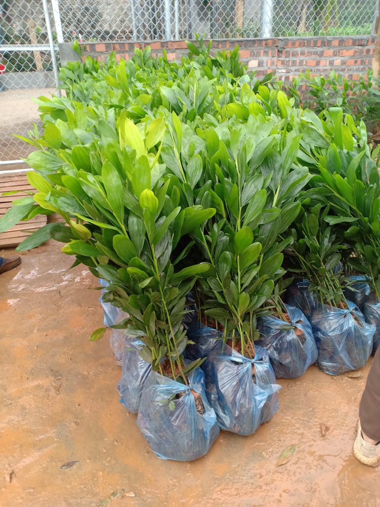 Cây Xanh Minh Hiếu