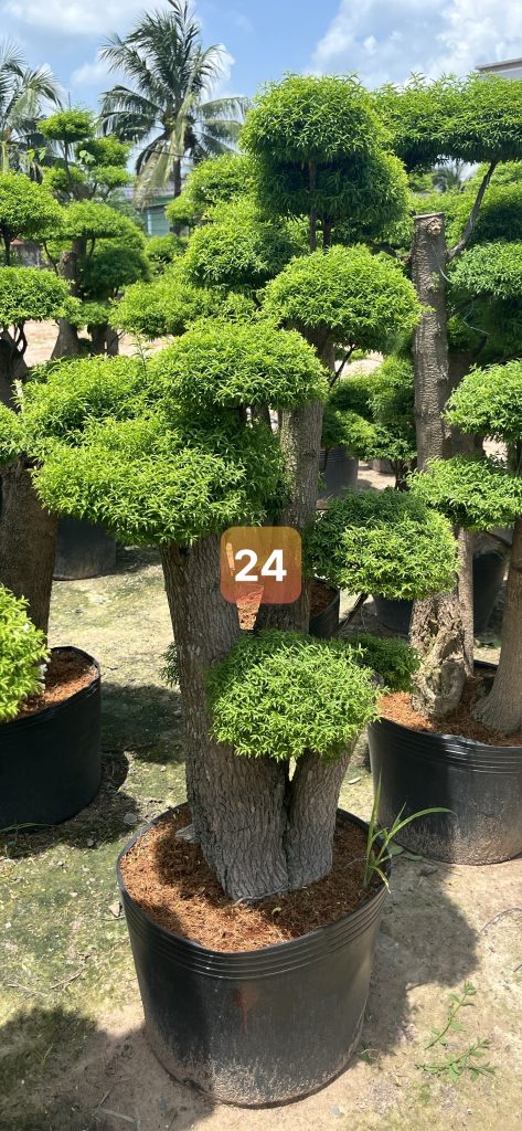 Cây Xanh Minh Hiếu