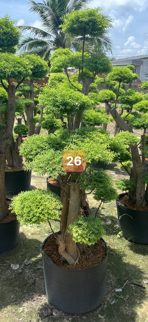 Cây Xanh Minh Hiếu