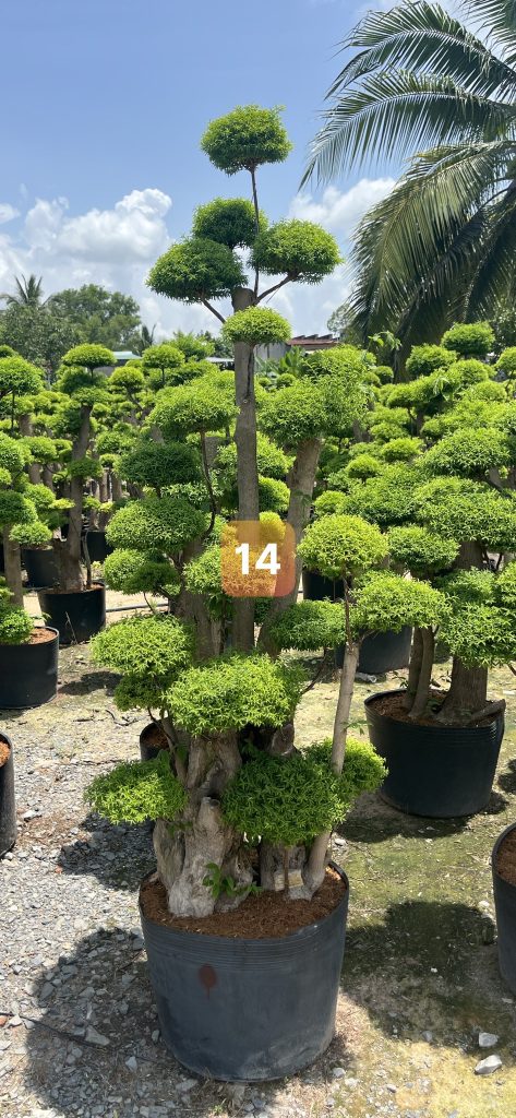 Cây Xanh Minh Hiếu