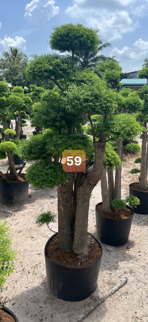 Cây Xanh Minh Hiếu