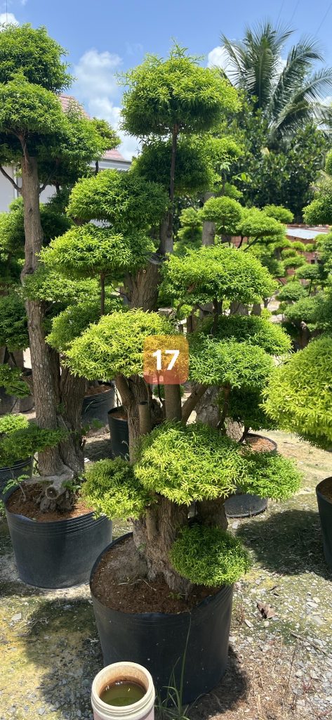 Cây Xanh Minh Hiếu