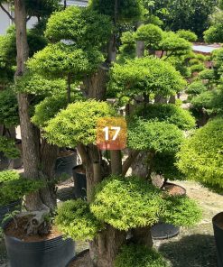 Cây Mai Chiếu Thủy