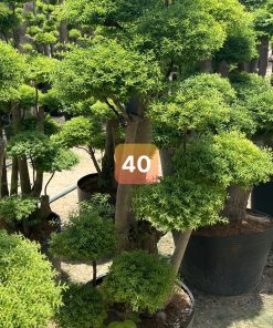 Cây Mai Chiếu Thủy