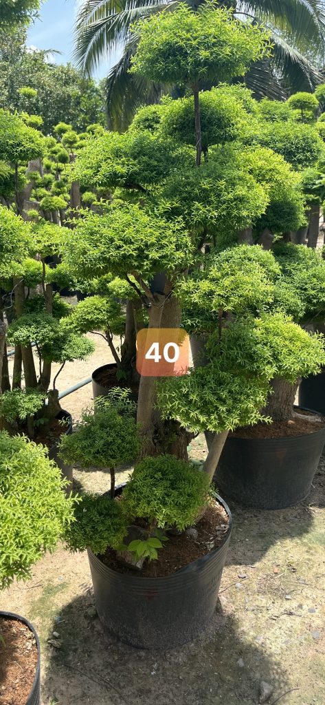 Cây Xanh Minh Hiếu